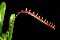 Bulb. falcatum (Megaclinium falcatum) (BUMF) ( - - Bulbophyllum ) Bulb.=Bulbophyllum