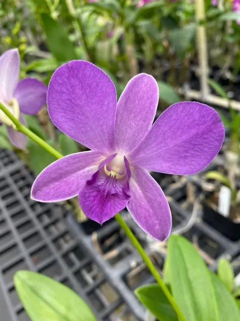 Dendrobium Chao Phaya Blue