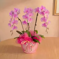 Ingrid Pink Phalaenopsis Orchid (3 Stalks) — Negeri Sembilan