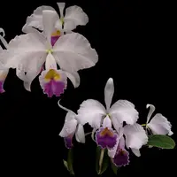Catt. trianaei coerulea - Individual Listing ('Blue Amethyst' x 'Blue Moon')