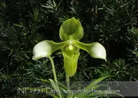Paph. esquirolei fma. album 'Note: Limited , Husky Plant 2-3 growthes ' (" Bear - 2 ' x " Bear - 1 ")