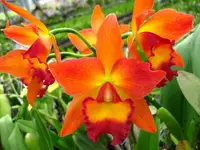 Rhyncattleanthe Chief Sweet Orange 2" NFS meristem