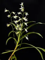 Sobennikoffia humbertiana
