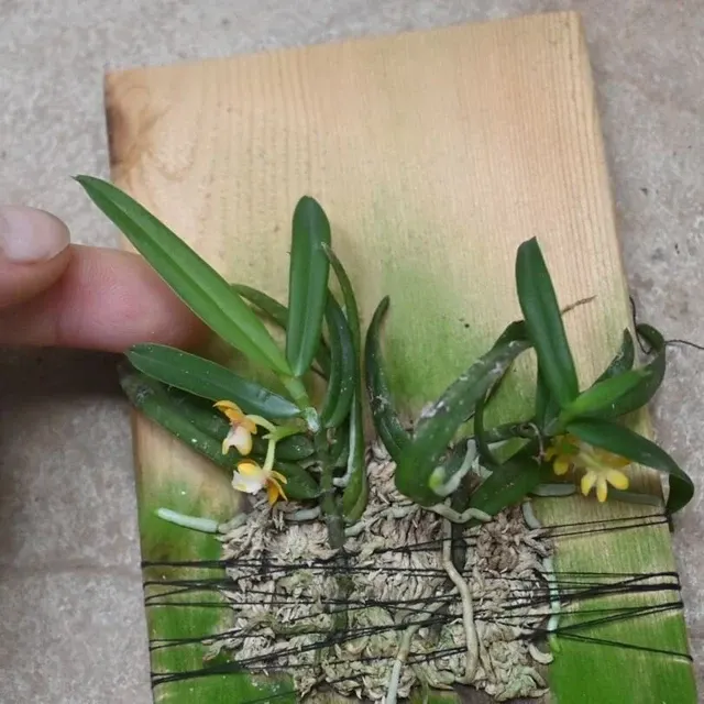 Gastrochilus fargesii (Gastrochilus)