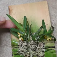 Gastrochilus fargesii