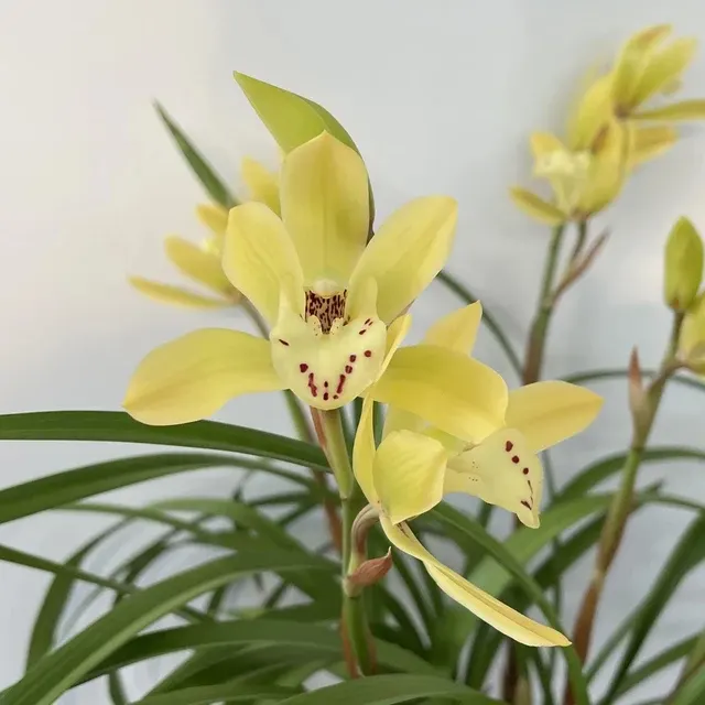 Cymbidium Eastern Bunny 'Tsukinohikari' (Cymbidium)