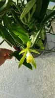 Vanilla Bean Orchid Unrooted Cutting – Vanilla planifolia 12 Inch Live Orchid Vine Cutting for Propagation
