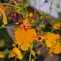 Oncidium Gower Ramsey ‘Sunkist’