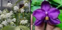 Phalaenopsis (Penang Violecea ‘Forest’ x ((Yaphon Good Boy x venosa) x Yaphon Super Jaguar) ‘BK Best’)