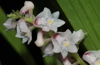 Eria bicallosum