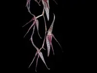 Pleurothallis schweinfurthii