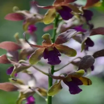 Dendrobium Lasianthera X Bigibbum Var. Compactum