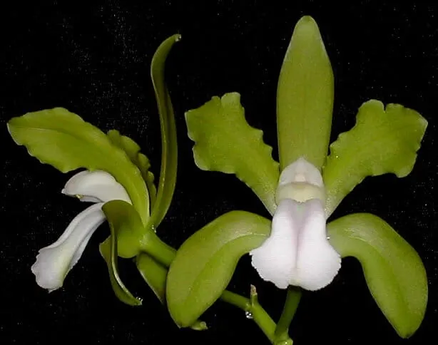Cattleya bicolor var. albescens (Cattleya)