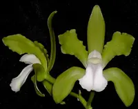 Cattleya bicolor var. albescens