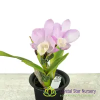 Cattlianthe Chian-Tzy Angel Land 'CT-Mesha' (CTA-563)