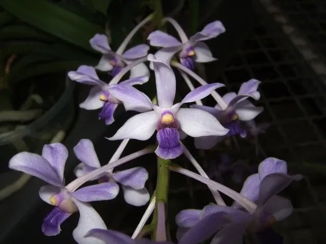 Vanda coerulescens (Vanda)