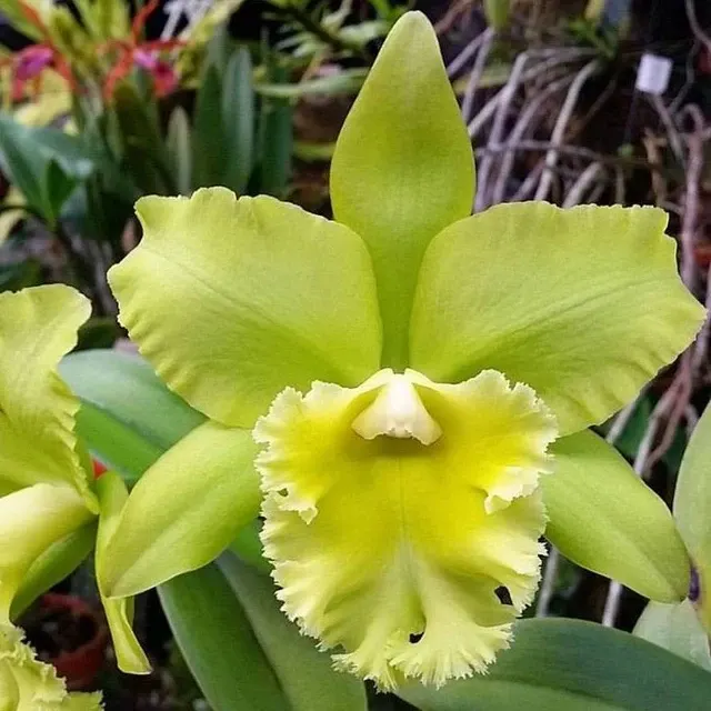Rhyncholaeliocattleya Ports Of Paradise FCC/AOS' Parfumata 'Emerald Isle'