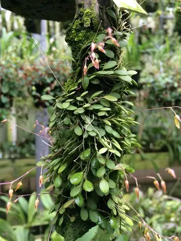 Pleurothallis microphylla (Pleurothallis)