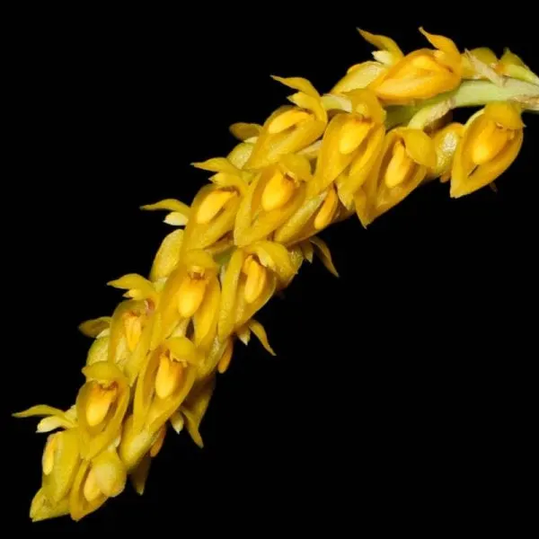 Bulbophyllum crassipes fma flava (Bulbophyllum)
