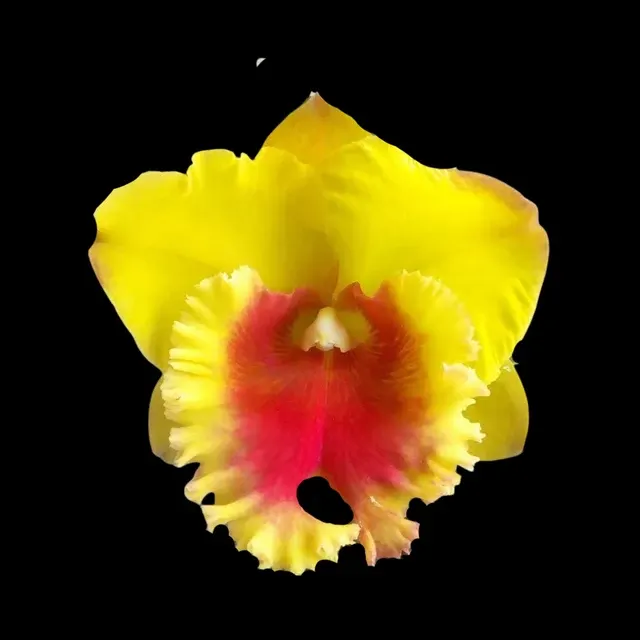 Brassolaeliocattleya NP Gold 'Monkey Butt'