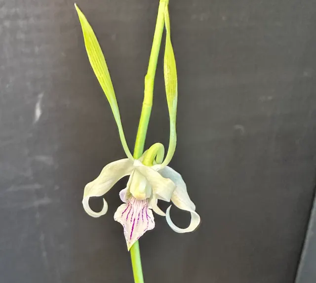Dendrobium antennatum (Dendrobium)
