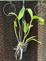 Ctt. Sagarik Wax