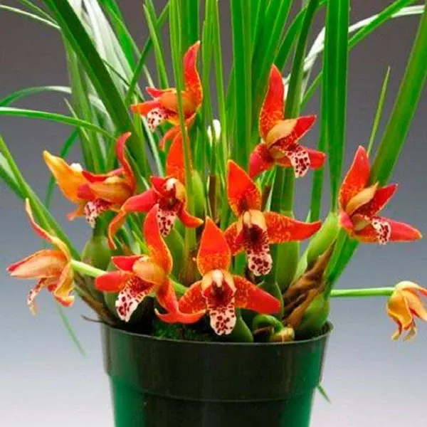Maxillaria tenufolia sp (Maxillaria)