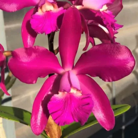 Cattleya Lucy Chua X Lucy Chua 'Hot Hot'