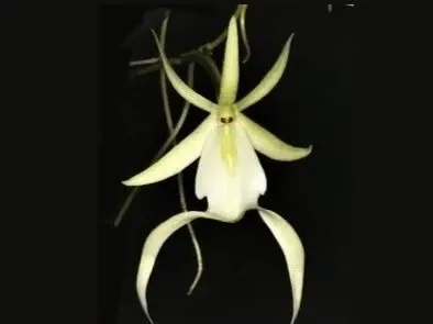 Dendrophylax lindenii (Dendrophylax)