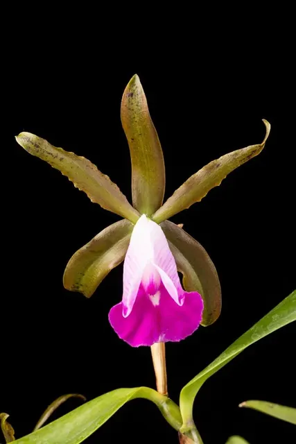 Cattleya dormaniana (Cattleya)
