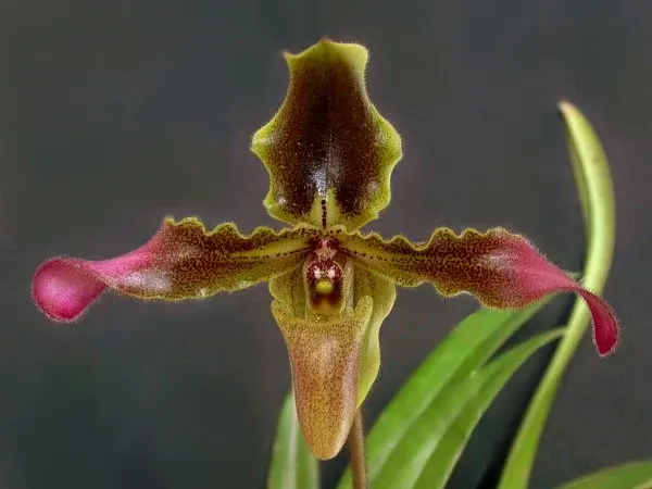 Paphiopedilum hirsitissimum (Paphiopedilum)