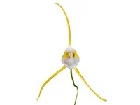Masdevallia mejiana