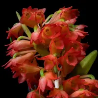 Dendrobium Faciferum