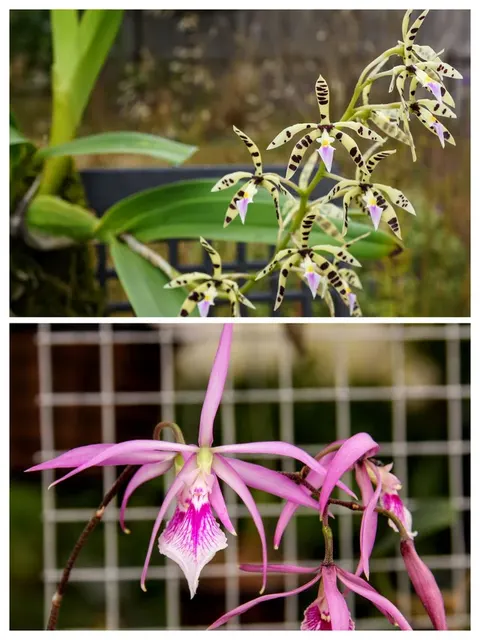 Encyclia prismatocarpa x adenocaula