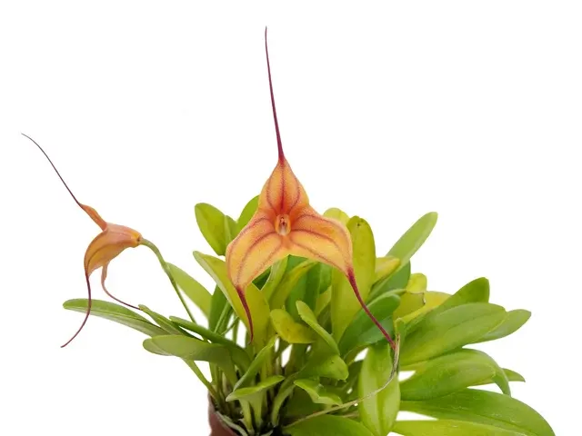 Masdevallia Andean Heart (Masdevallia)