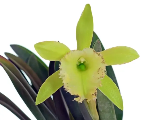Rhyncholaelia Memoria Coach Blackmore (Rhyncholaelia)
