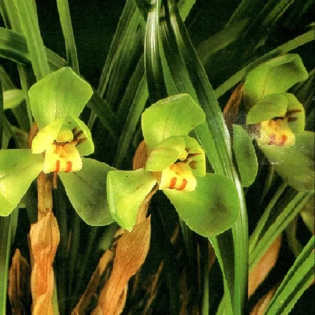 Cymbidium goeringii 'Da-Fu-Gui'