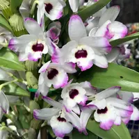 Dendrobium Love Memory 'Fizz'