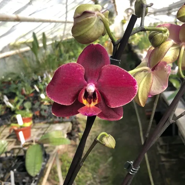 Phalaenopsis Red Spring22