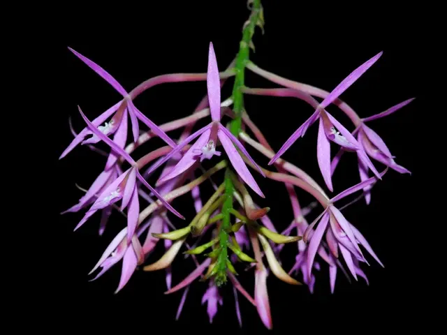 Epidendrum glossaspis (Epidendrum)