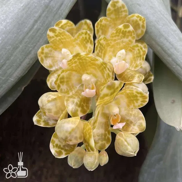 Phalaenopsis gigantea f. decolorata 'Tawei'