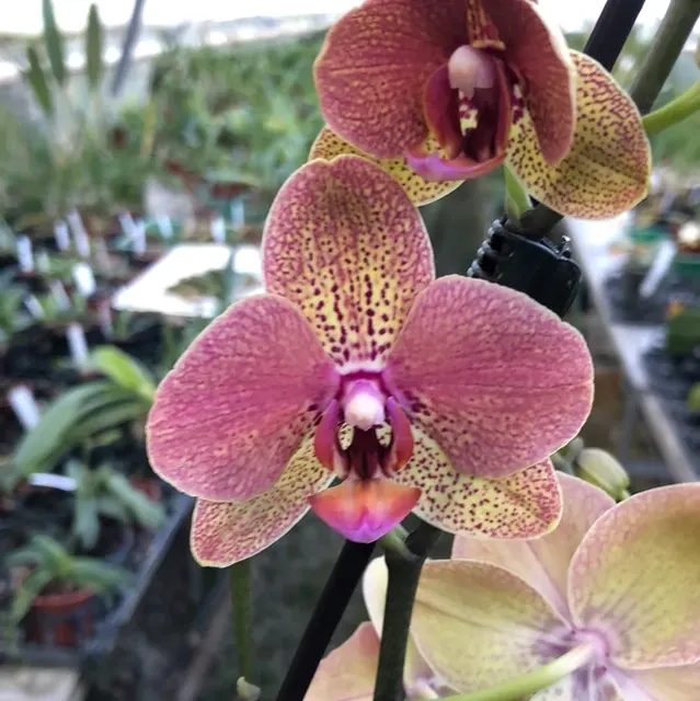 Phalaenopsis Red Surprise 22