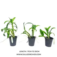 Dendrobium Unknown Varieties - Mature