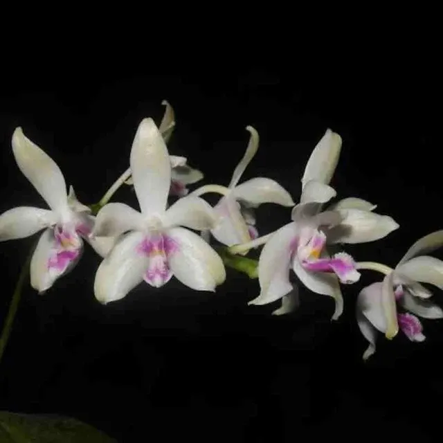 Phalaenopsis fimbriata sp (Phalaenopsis)