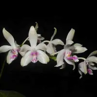 Phalaenopsis fimbriata sp.