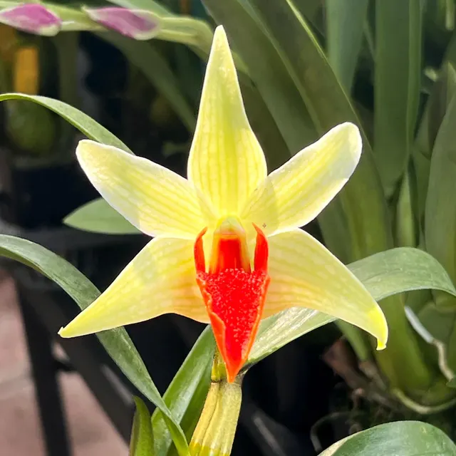 Dendrobium JIAHO DELIGHT (Dendrobium)