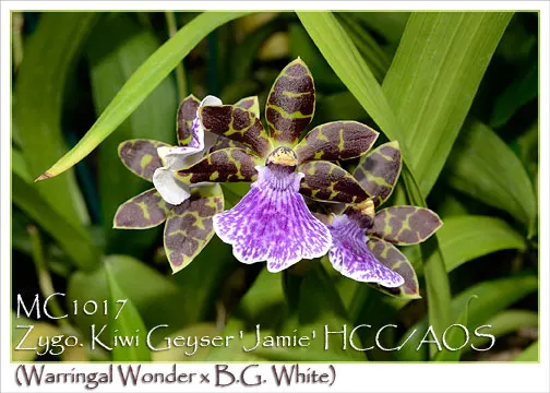 Zygopetalum Kiwi Geyser 'Jamie' (Zygopetalum)