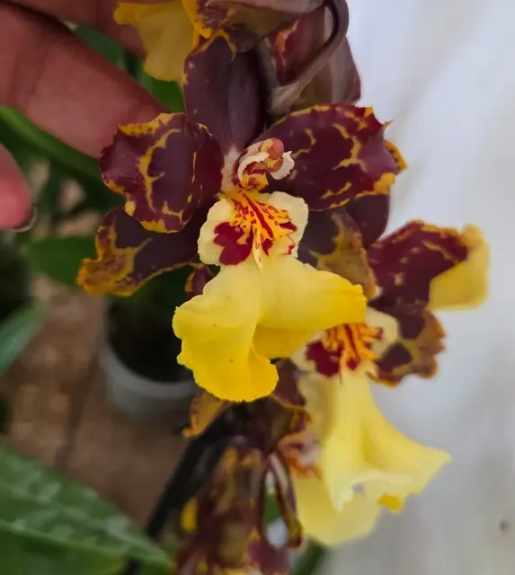 Oncidium San Francisco Goldmine (Oncidium)