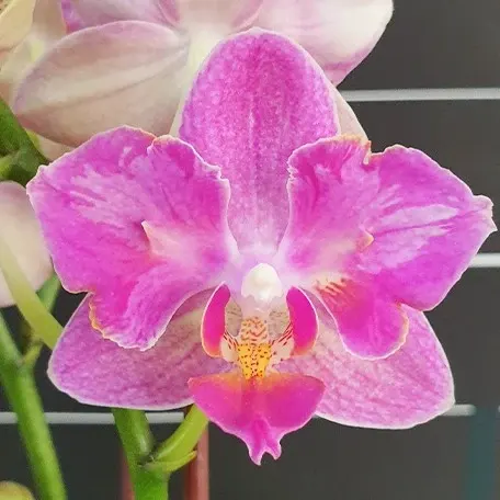 Phalaenopsis Miki Pink Prism '2 eyes'