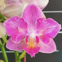 Phalaenopsis Miki Pink Prism '2 eyes' 2.5"